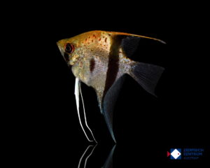 Pterophyllum scalare Guyana Red Dragon
