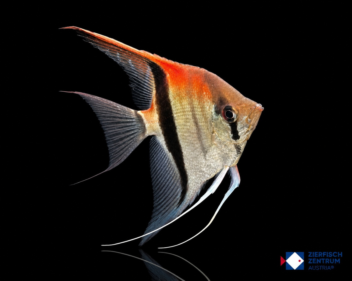 Pterophyllum scalare Manacapuru