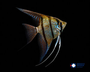 Pterophyllum scalare Rio Nanay