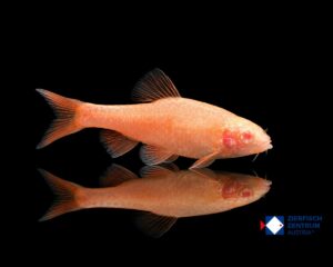 Puntius titteya Albino