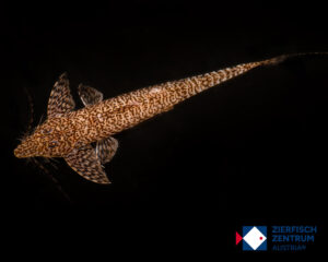 Rhadinoloricaria macromystax
