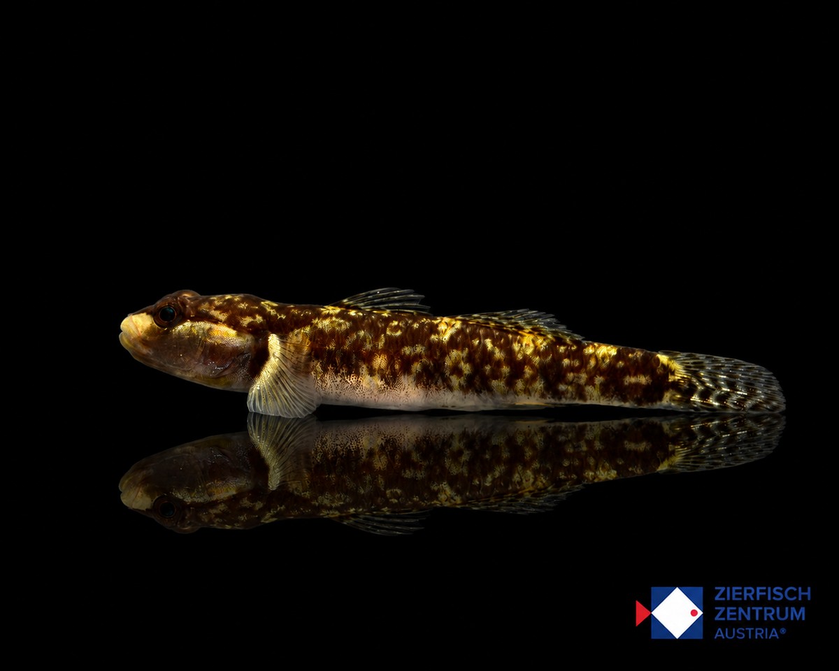 Rhinogobius wui