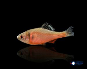 Sinorhodeus microlepis