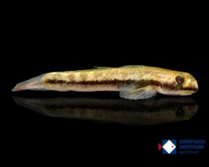 Sicyopterus lividus