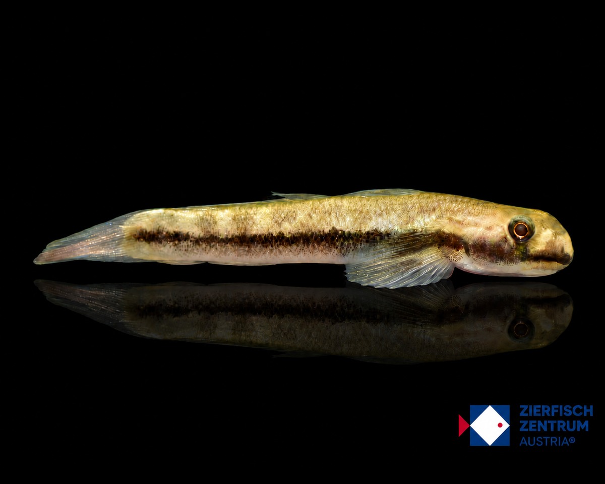 Sicyopterus lividus