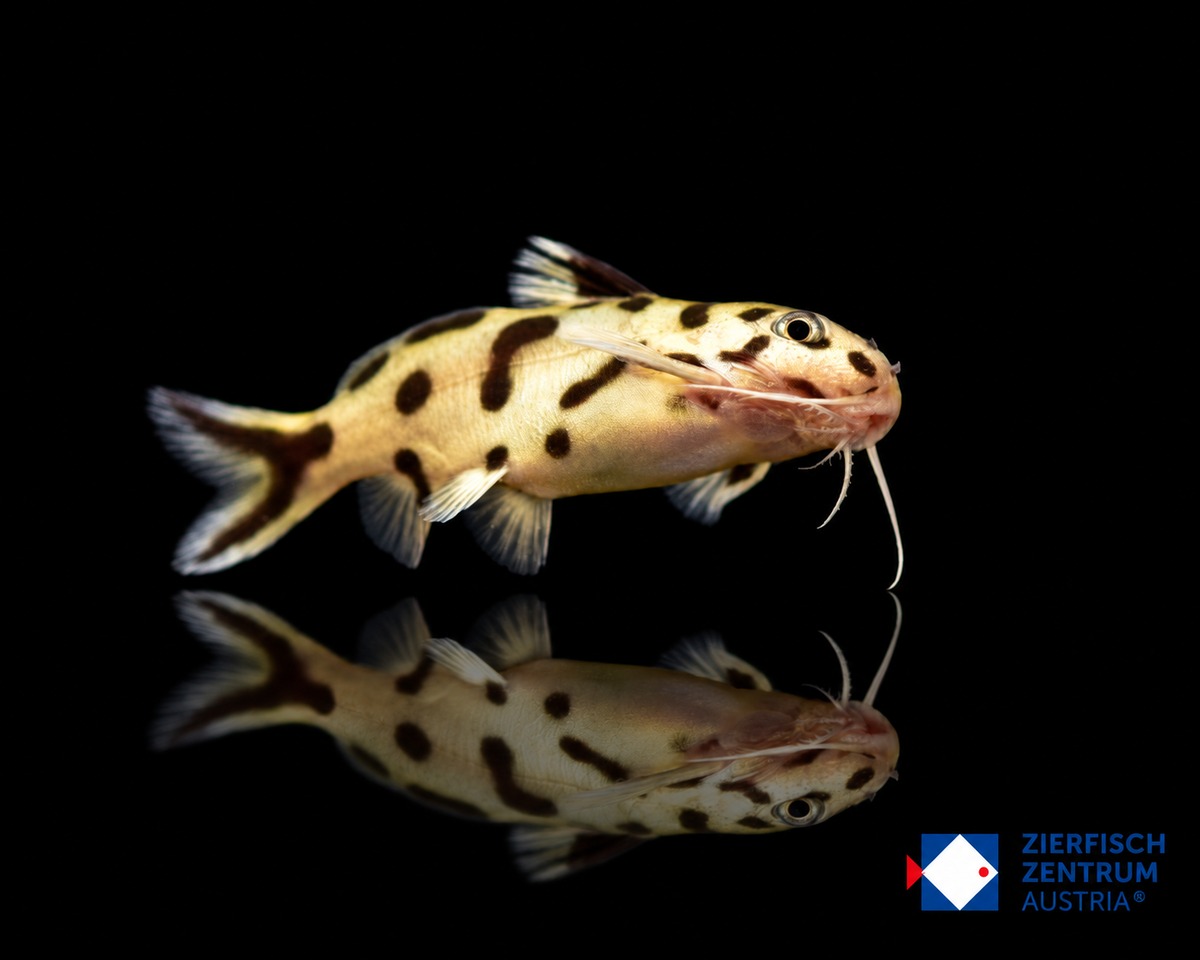 Synodontis cf. polli White