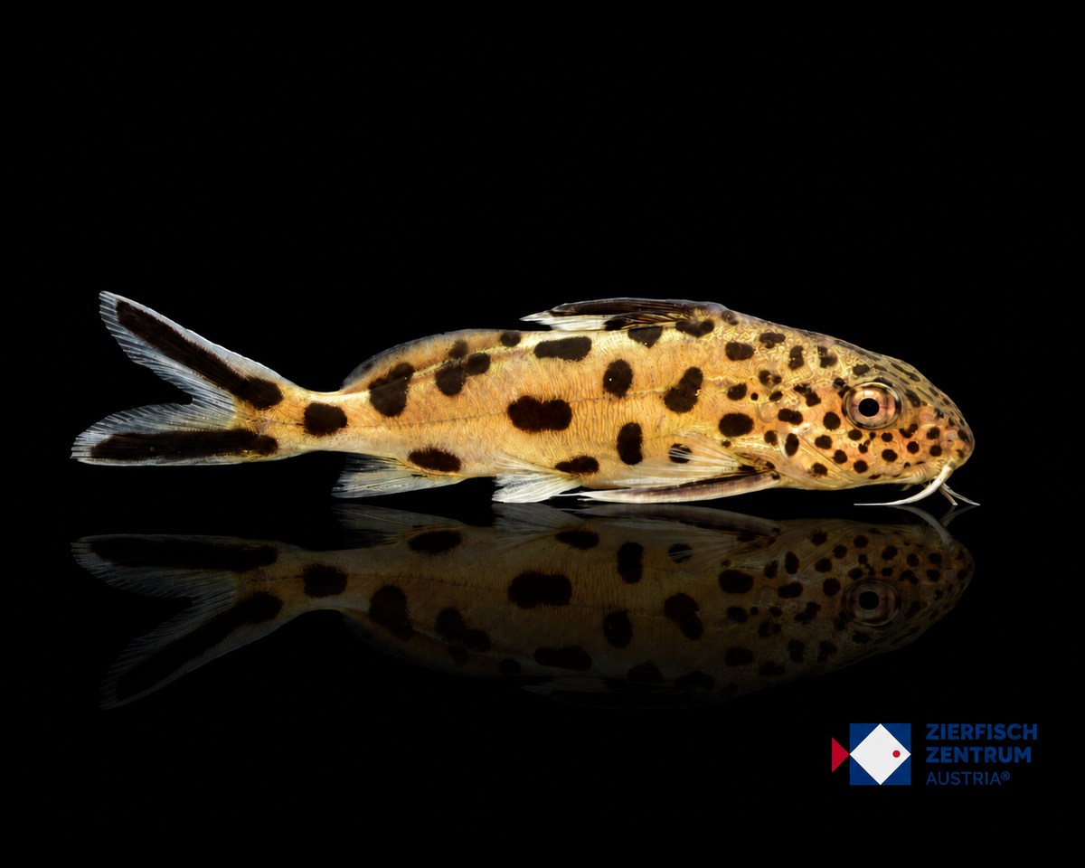 Synodontis multipunctatus