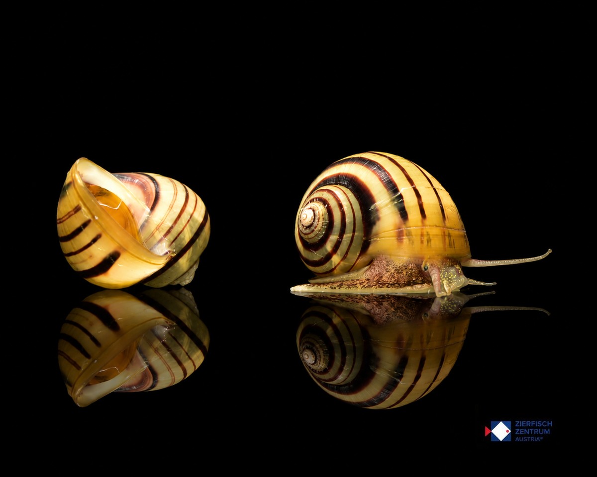 Taia naticoides