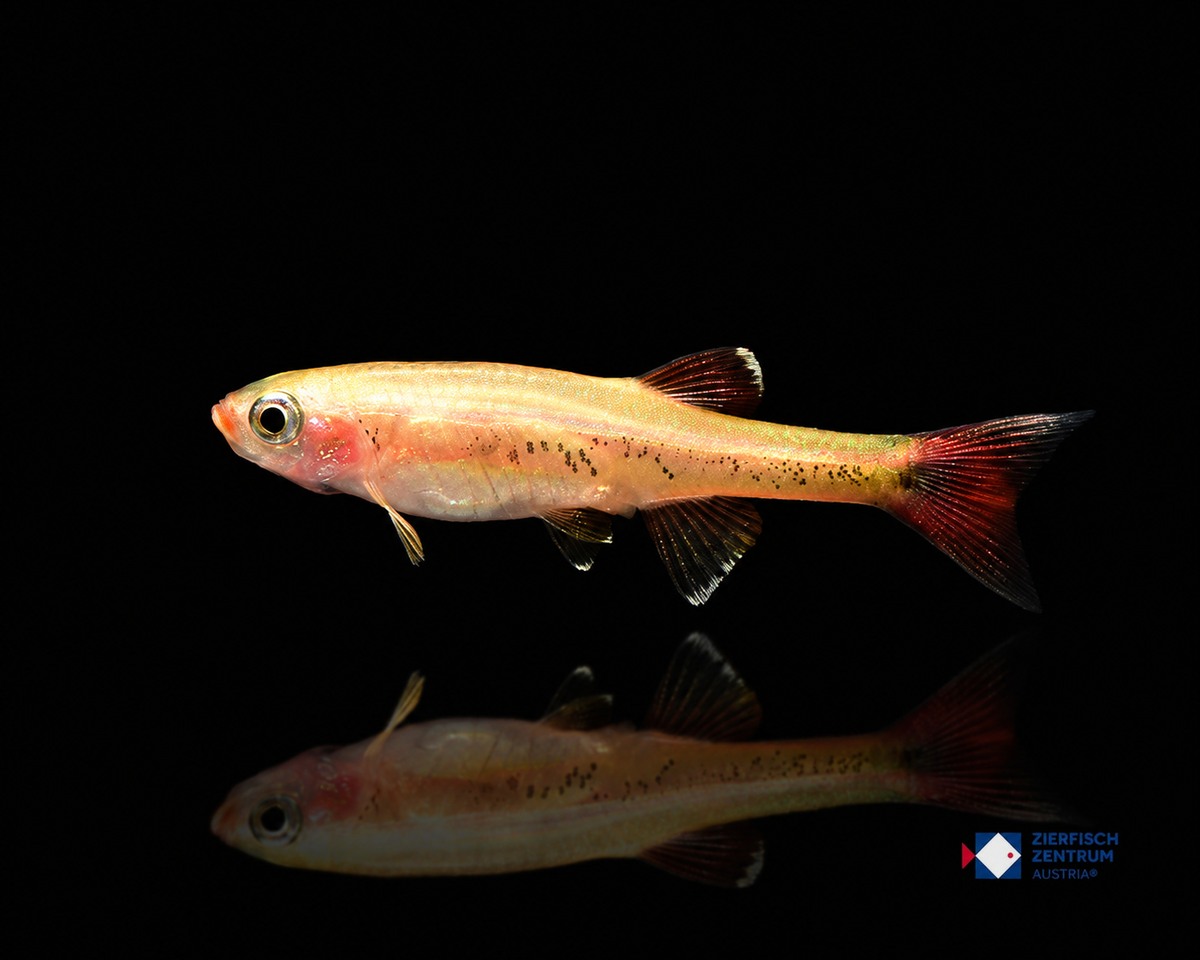 Tanichthys albonubes Gold