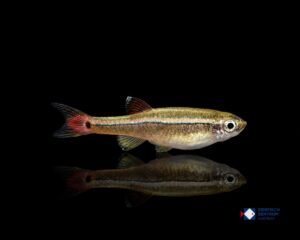 Tanichthys albonubes