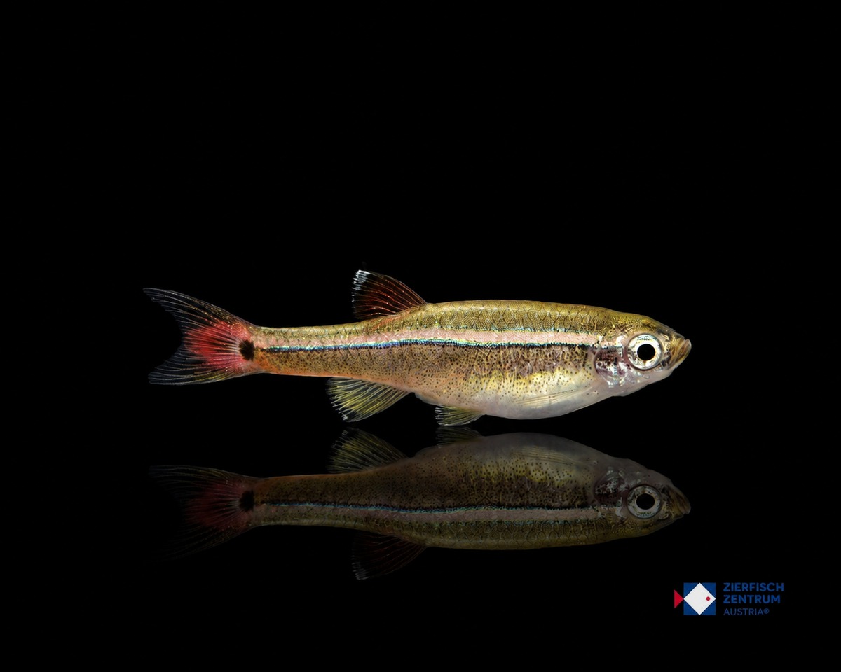 Tanichthys albonubes