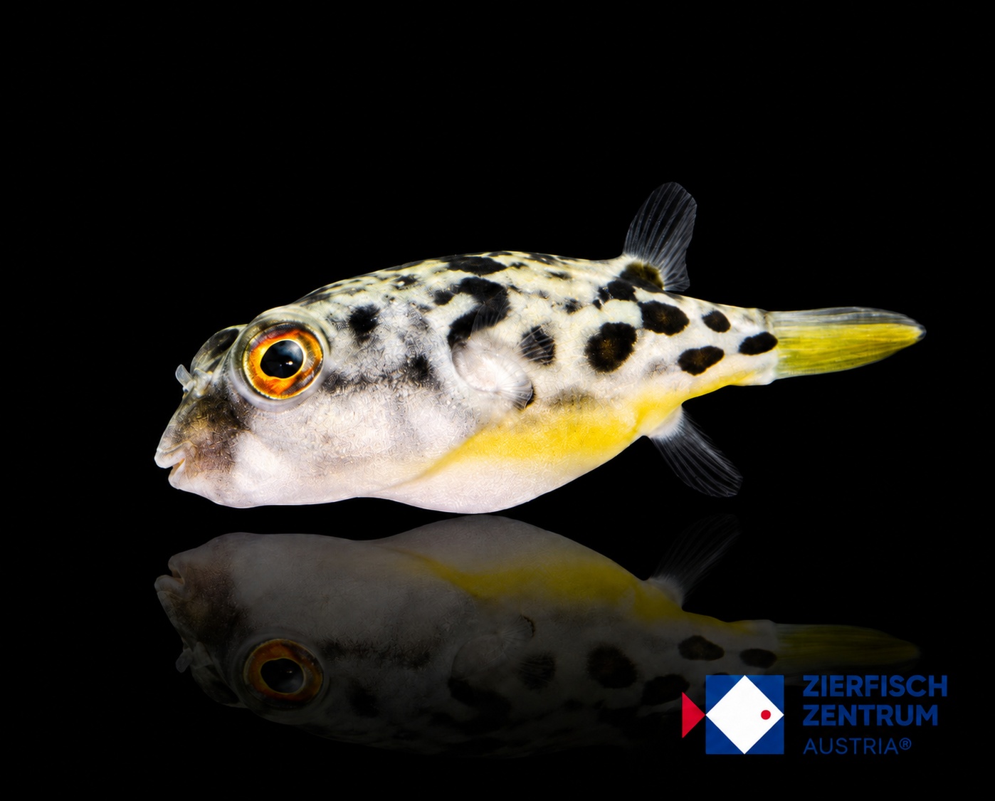 Tetraodon pustulatus
