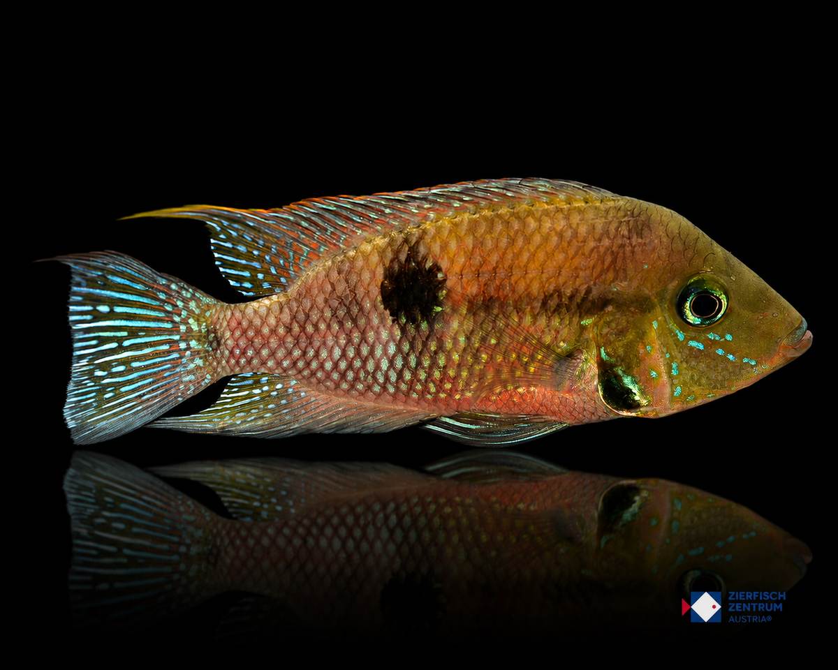 Thorichthys meeki