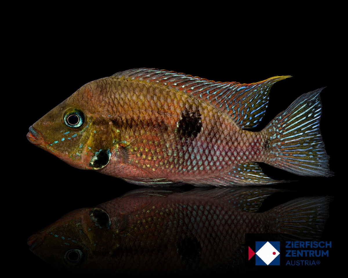 Thorichthys ellioti