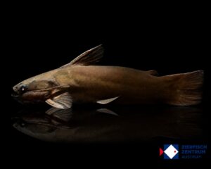 Trachycorystes trachycorystes