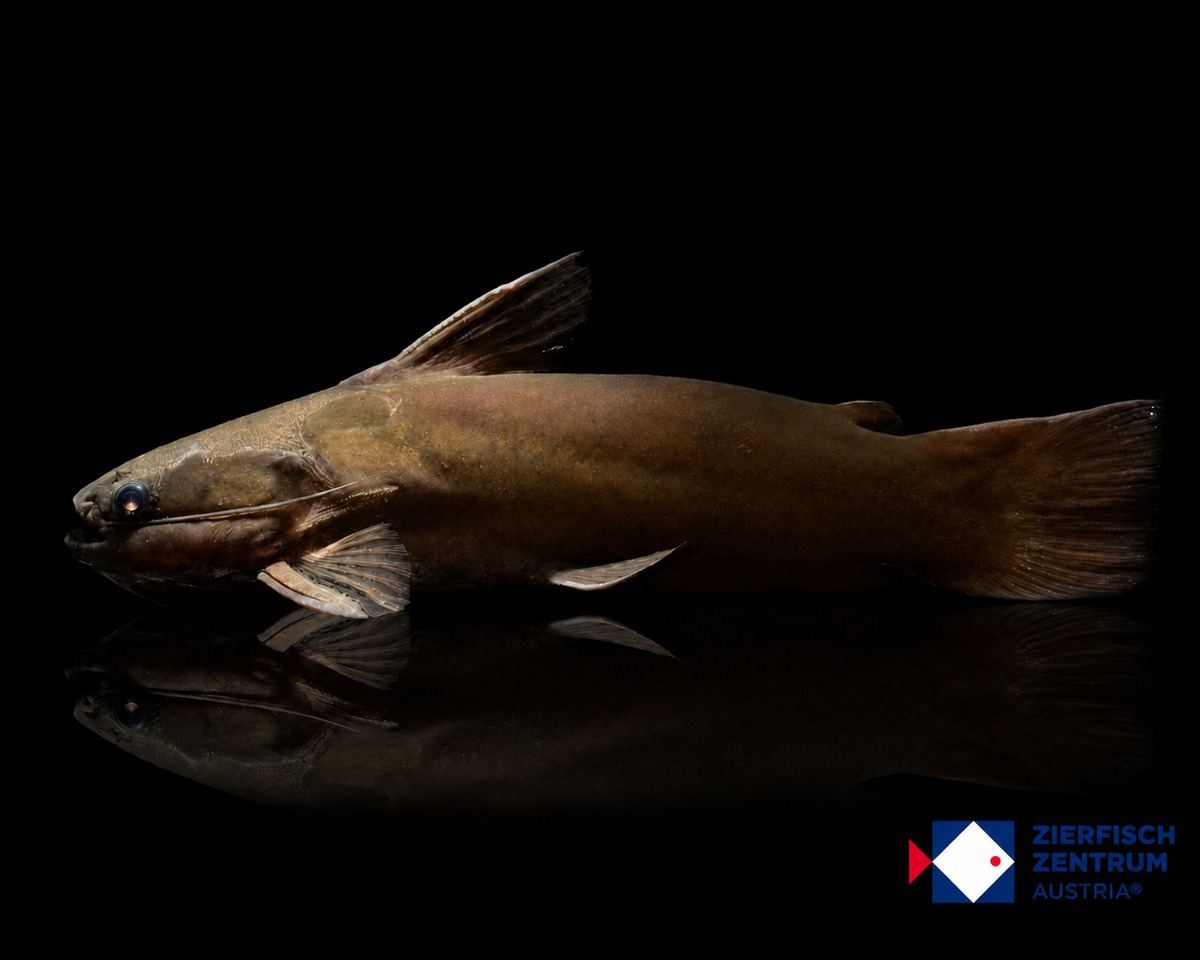 Trachycorystes trachycorystes