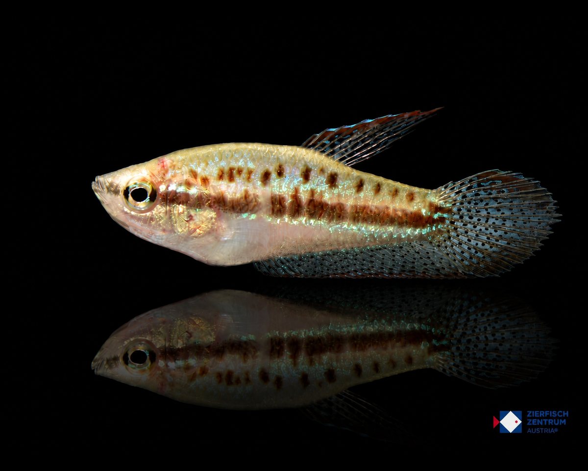 Trichopsis pumila