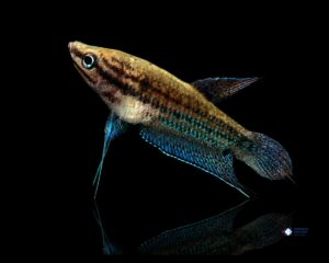 Trichopsis vittata