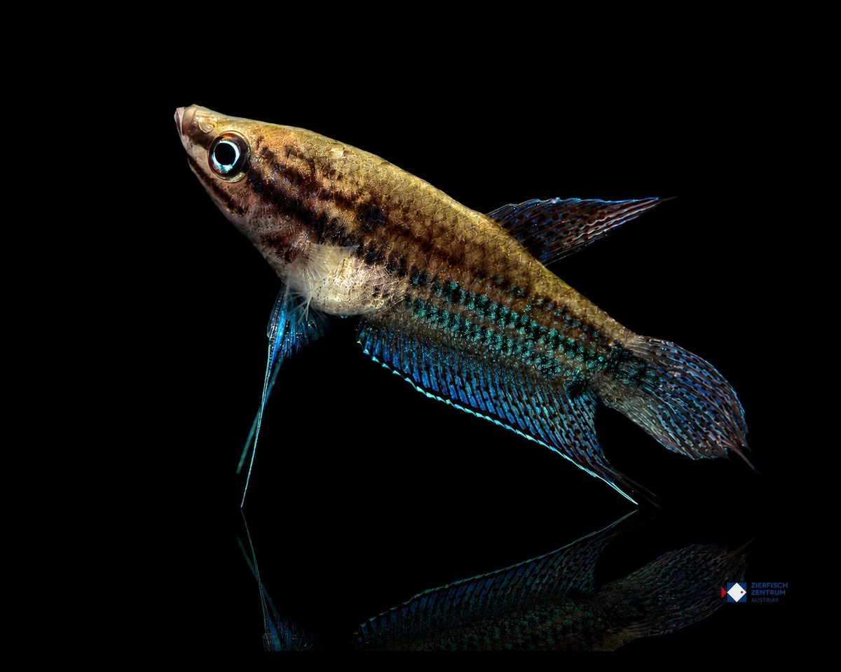 Trichopsis vittata