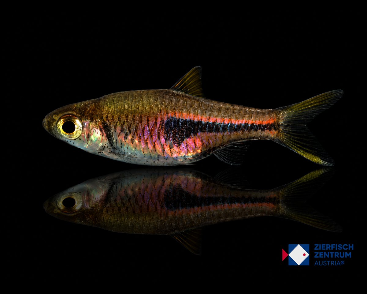 Trigonostigma hengeli
