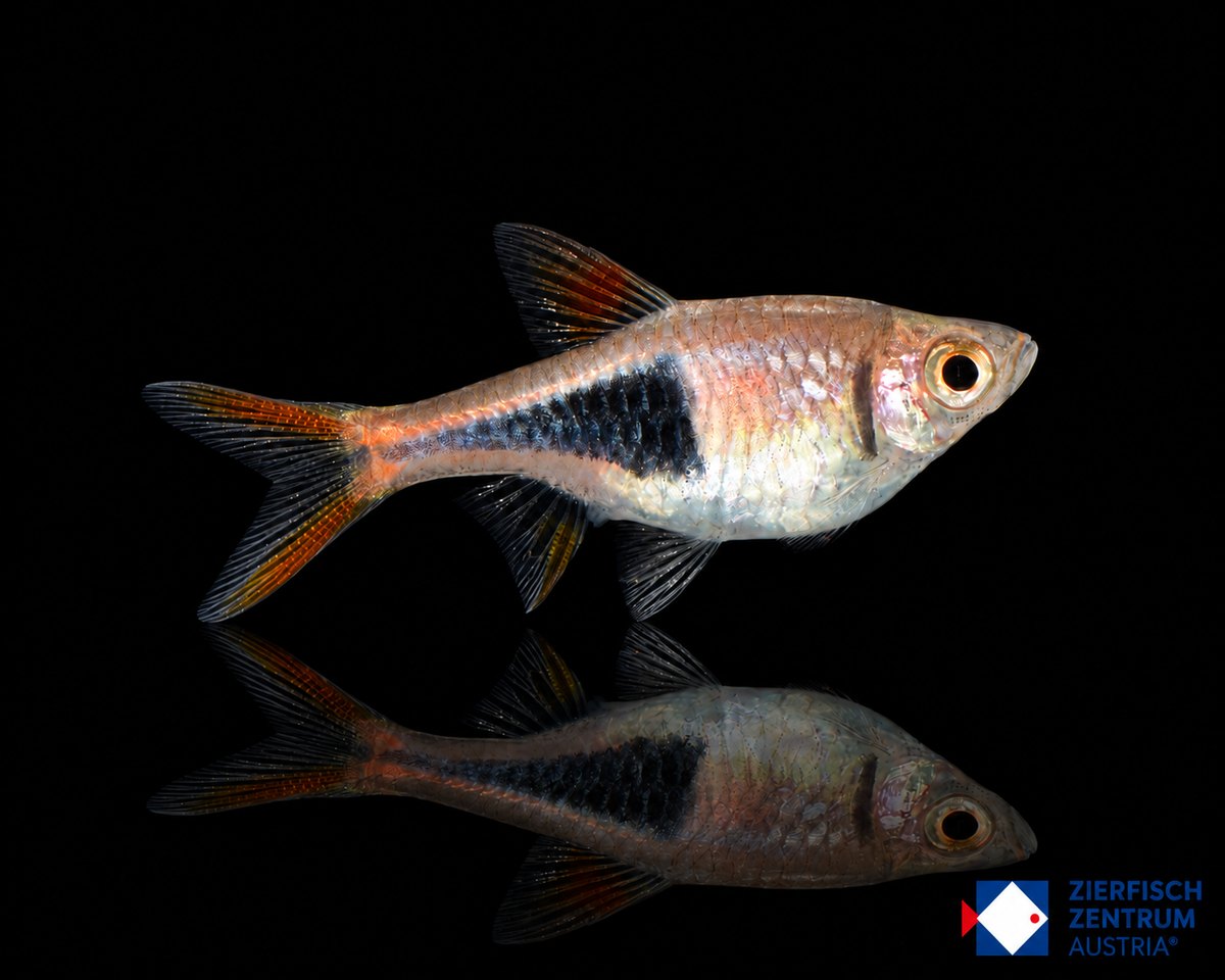 Trigonostigma heteromorpha