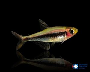 Tucanoichthys tucano