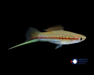 Xiphophorus helleri green