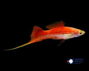 Xiphophorus helleri Pineapple