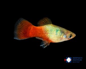 Xiphophorus maculatus blau rotschwanz