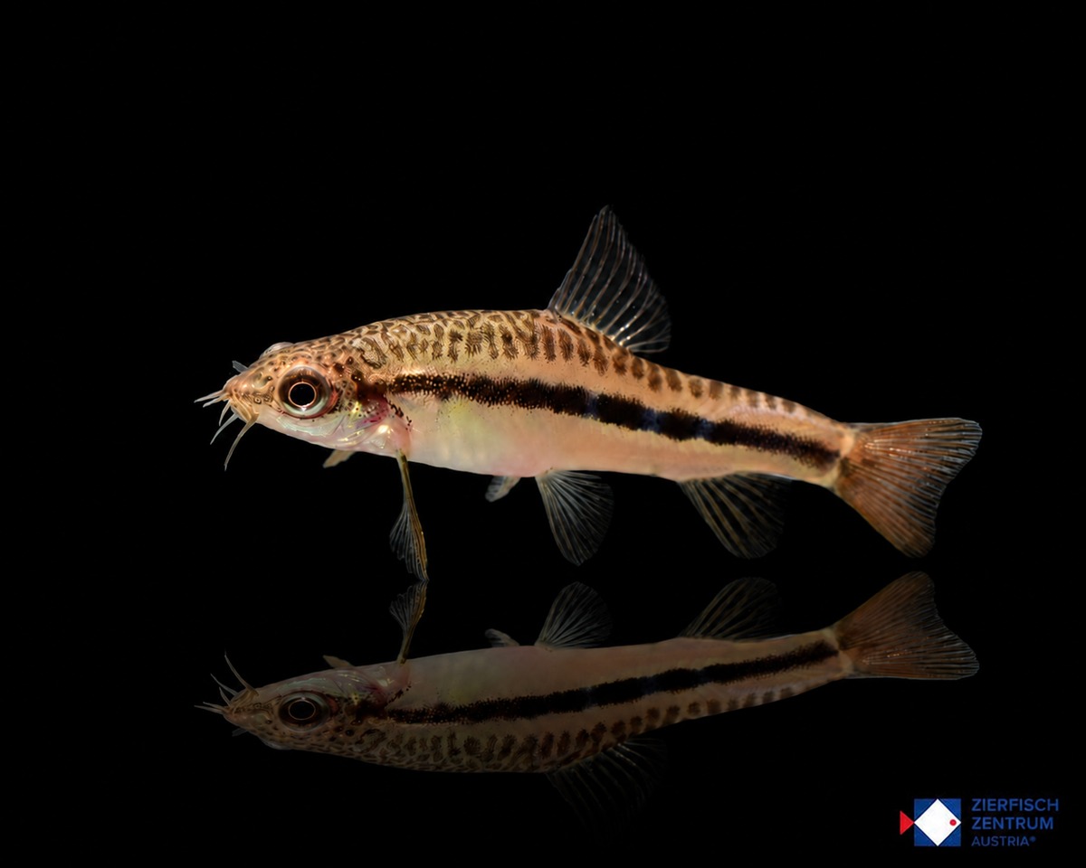 Yunnanilus brevis