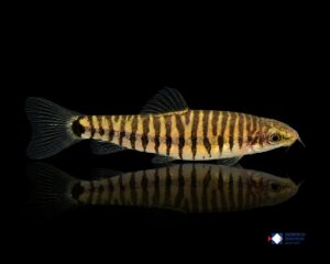 Yunnanilus cruciatus