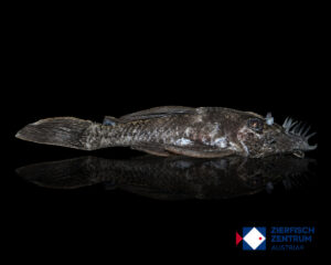 Ancistrus macrophthalmus LDA 74