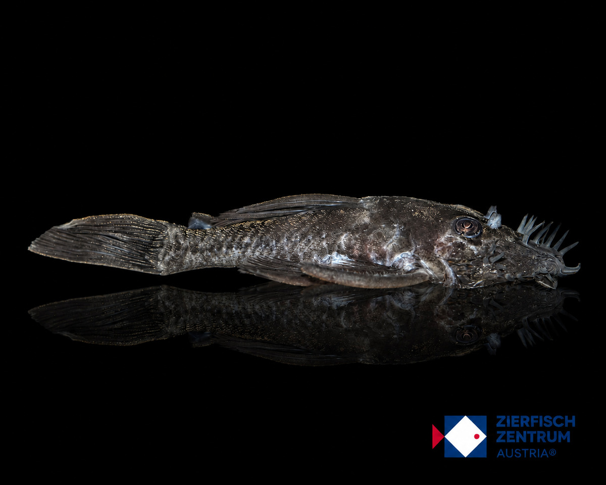 Ancistrus macrophthalmus LDA 74