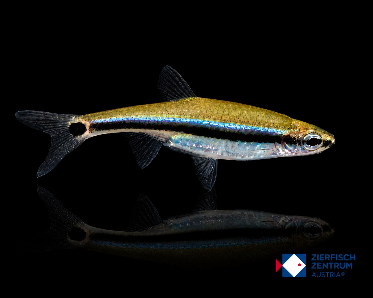 Aphyocypris cf. lini „Blue Line“ M