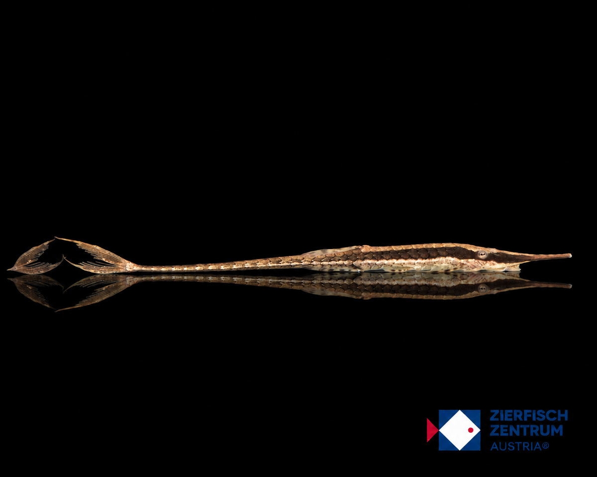 Farlowella cf. gracilis