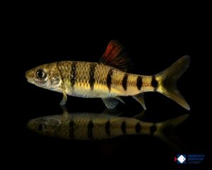 Acrossocheilus fasciatus