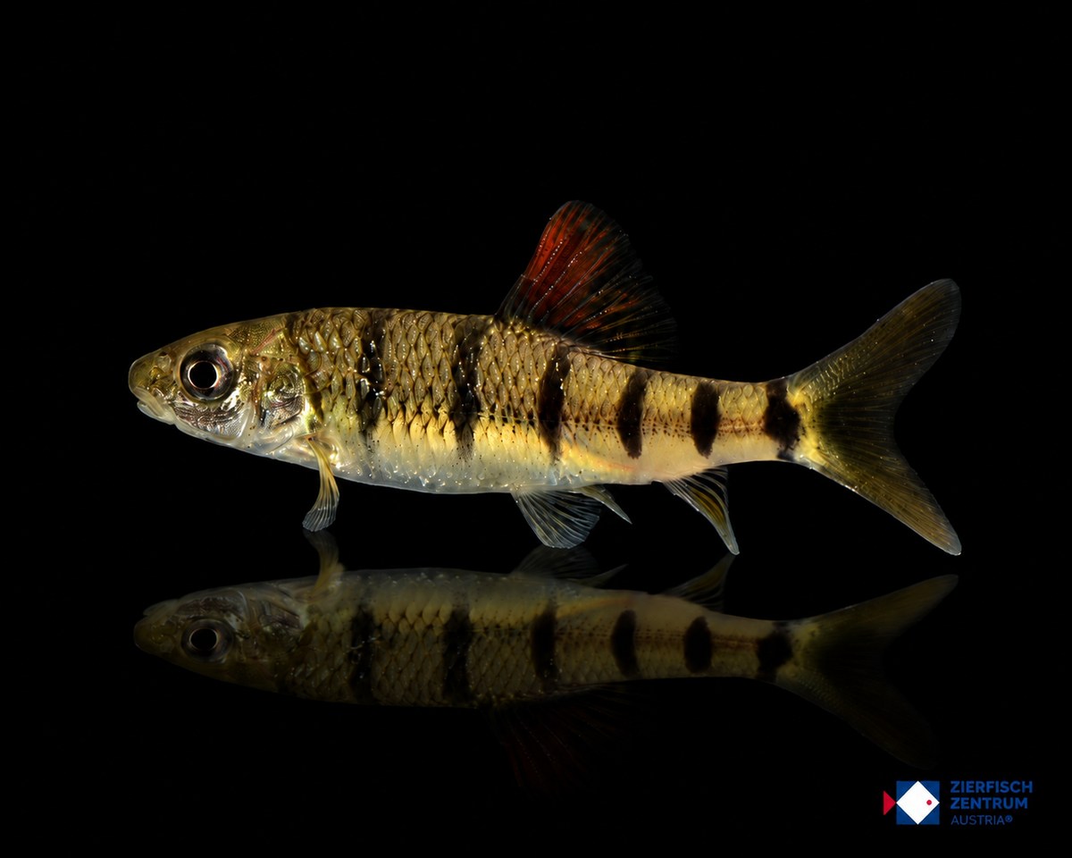 Acrossocheilus fasciatus