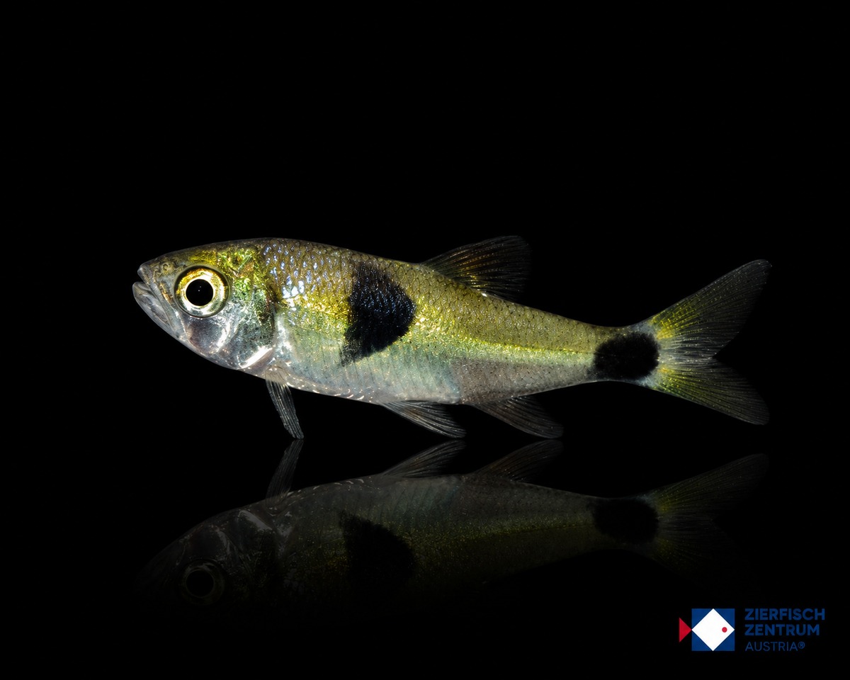Exodon paradoxus
