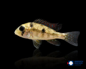 Gymnogeophagus gymnogenys
