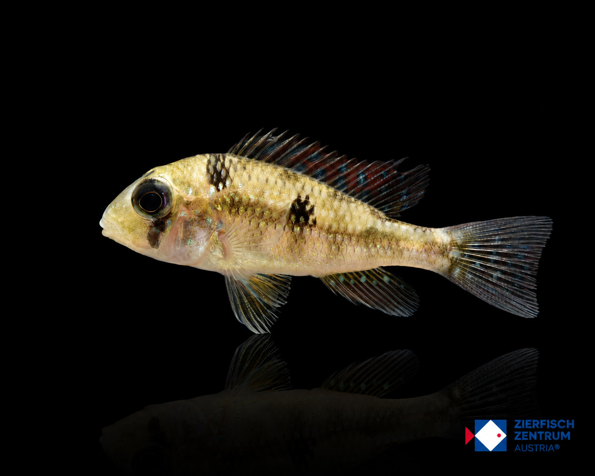 Gymnogeophagus gymnogenys