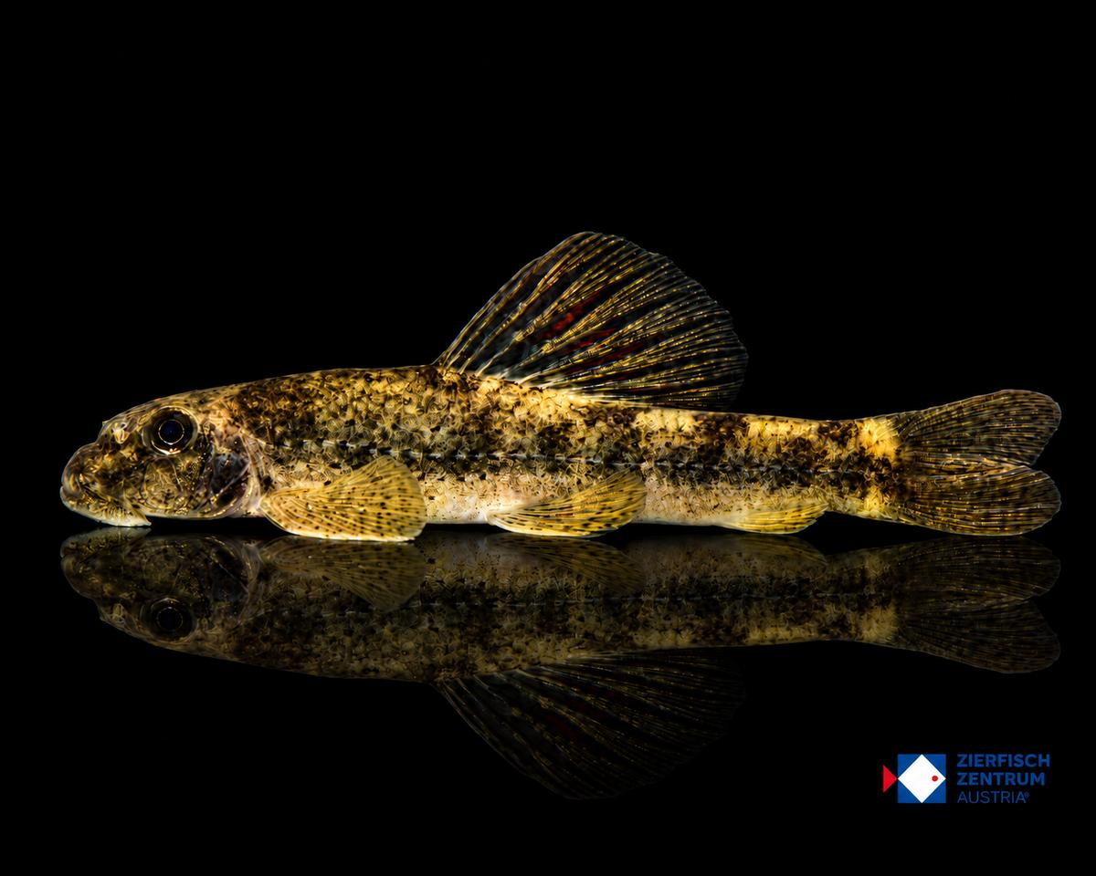 Microphysogobio tafangensis
