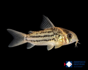 Hoplisoma sp. C133