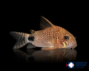 Hoplisoma caudimaculatus