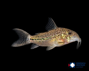 Hoplisoma breei