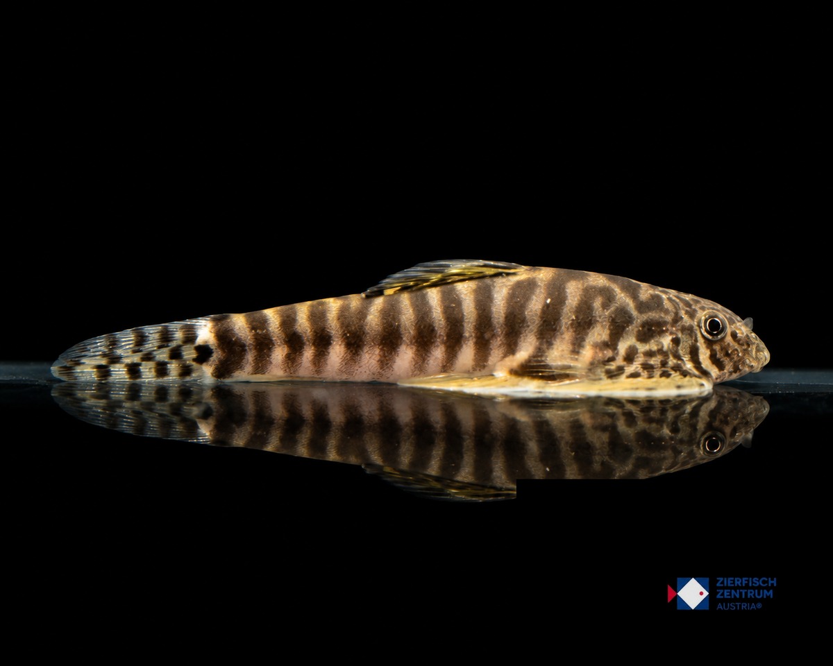 Pseudogastromyzon fangi