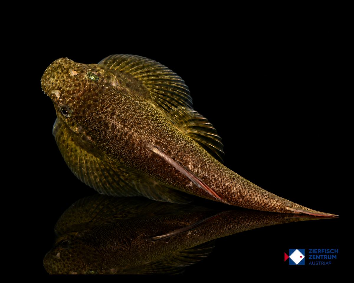 Pseudogastromyzon laticeps