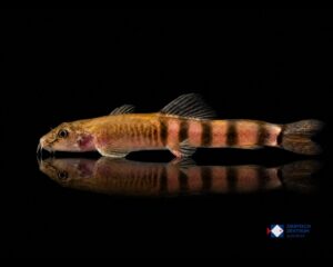 Schistura disparizona