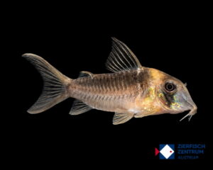 Corydoras serratus