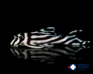 Hypancistrus zebra L-46