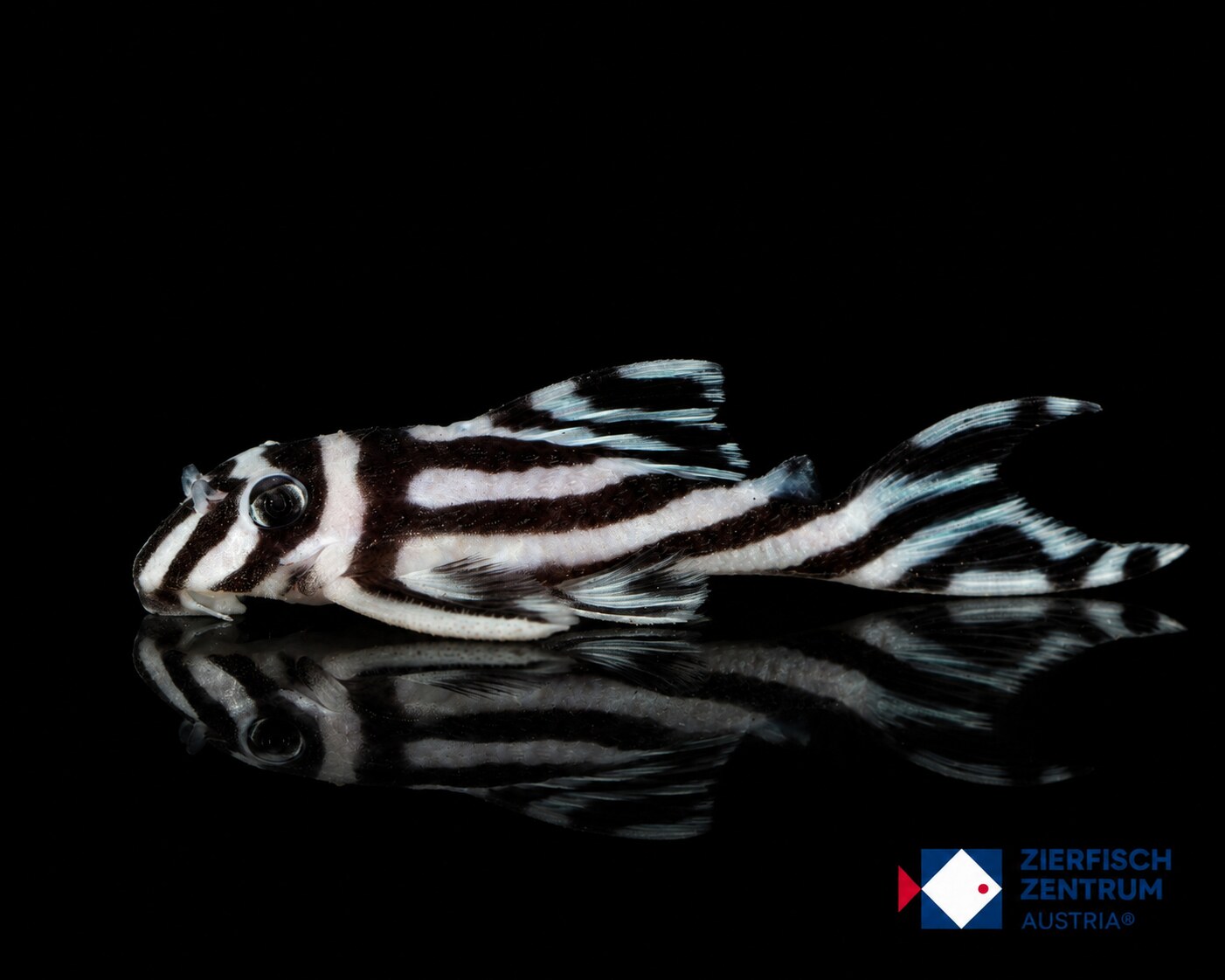 Hypancistrus zebra L-46